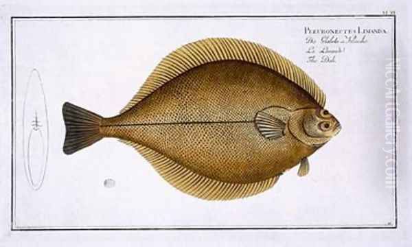 Dab Pleuronectes Limanda - view 1