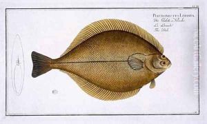 Dab Pleuronectes Limanda by Andreas-Ludwig Kruger