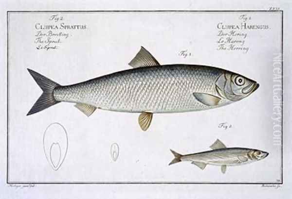 Herring Clupea Harengus - view 1