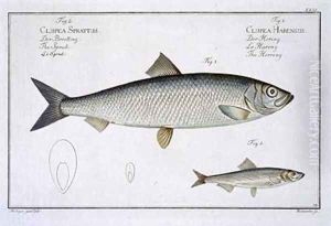 Herring Clupea Harengus by Andreas-Ludwig Kruger