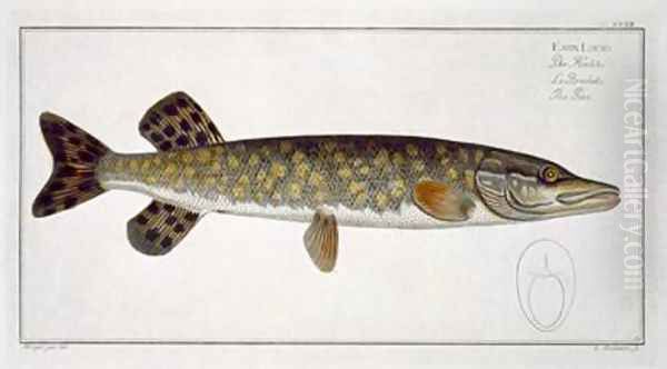 Pike Esox Lucio - view 1