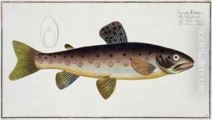 Brown Trout Salmo Iasustris by Andreas-Ludwig Kruger