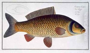 Carp Cyprinus Carpio by Andreas-Ludwig Kruger