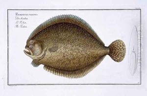 Turbot Pleuronectes Maximus
