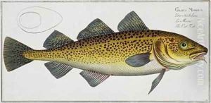 Cod Gadus Morhua by Andreas-Ludwig Kruger