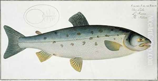 Salmon Salmo Salar - view 1