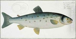 Salmon Salmo Salar by Andreas-Ludwig Kruger