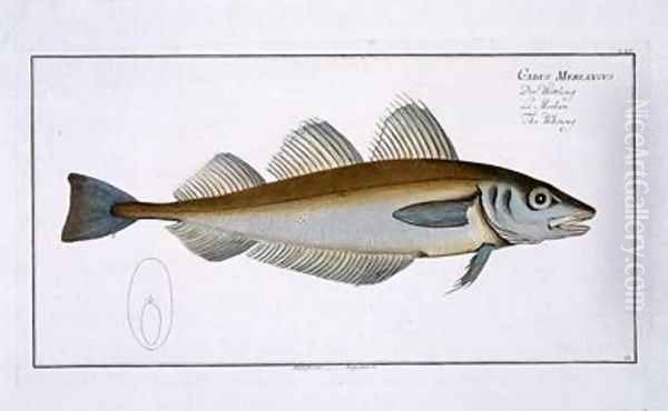 Whiting Gadus Merlangus - view 1