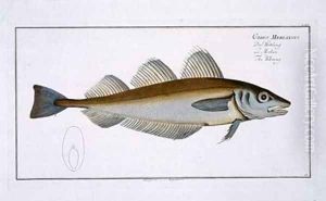 Whiting Gadus Merlangus by Andreas-Ludwig Kruger