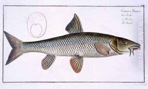 Barbel Cyprinus Barbus by Andreas-Ludwig Kruger