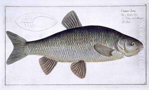 Chub Cyprinus Jeses by Andreas-Ludwig Kruger