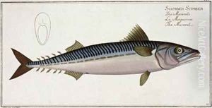 Mackerel Scomber Scomber by Andreas-Ludwig Kruger
