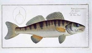 Pike Perch Perca lucioperca by Andreas-Ludwig Kruger