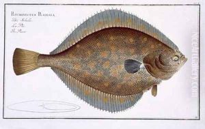 Plaice Pleuronectes Platessa by Andreas-Ludwig Kruger