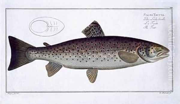 Sea Trout Salmo Trutta - view 1
