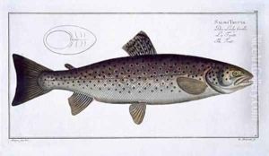 Sea Trout Salmo Trutta by Andreas-Ludwig Kruger