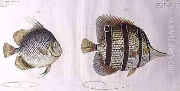 Orb fish - view 1