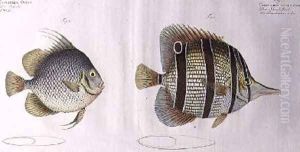 Orb fish by Andreas-Ludwig Kruger