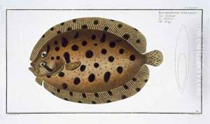 The Whiff Pleuronectus Punctatus