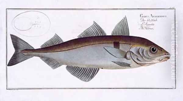 Haddock Gadus Aeglefinus - view 1