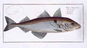 Haddock Gadus Aeglefinus by Andreas-Ludwig Kruger