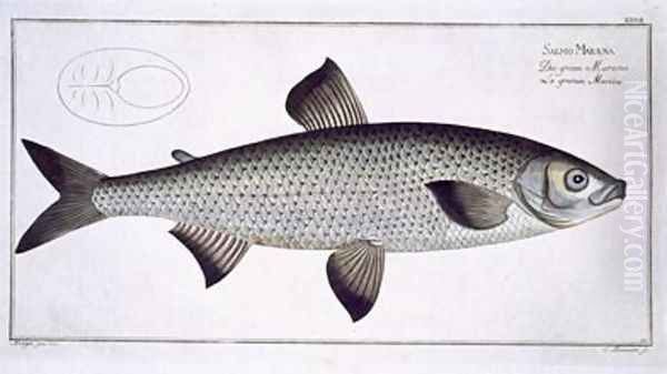 Salmon Salmo Maraena - view 1