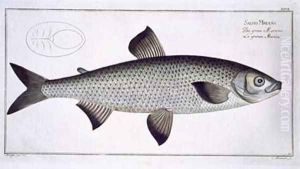 Salmon Salmo Maraena by Andreas-Ludwig Kruger