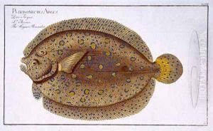 The Argus Flounder Pleuronectes Argus by Andreas-Ludwig Kruger