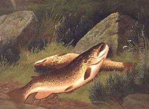 Brown Trout by A. Roland Knight