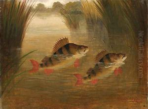Perch Rising by A. Roland Knight