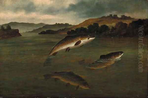 Trout rising - view 1