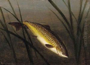 A trout on a line