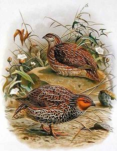 New Zealand Quail