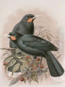 Huia by Johan Gerard Keulemans