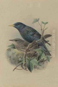 An adult and a juvenile European starling by Johan Gerard Keulemans