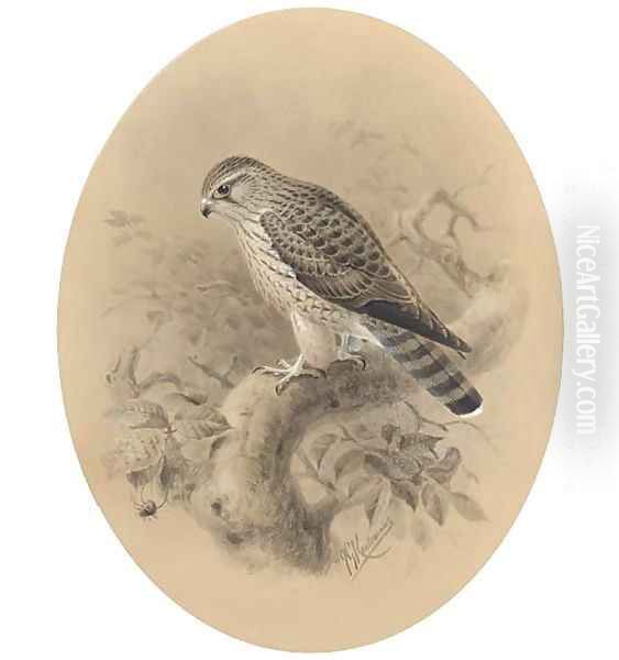 A merlin on a branch - view 1