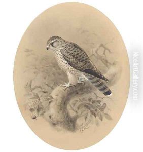 A merlin on a branch by Johan Gerard Keulemans