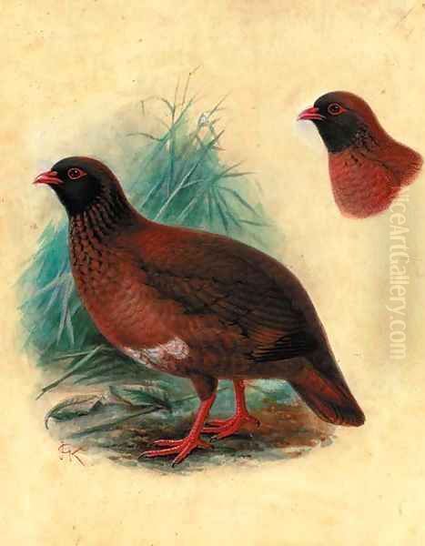 A study of a partridge - view 1