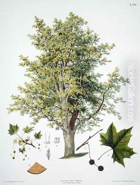 London Plane - view 1