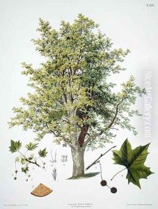 London Plane by Johann Kautsky