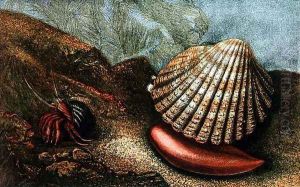 Cardum Rusticum and Pagurus Bernhardi in a Periwinkle Shell by Charles Kingsley
