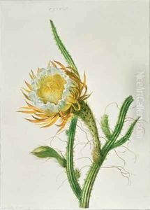 Night flower cactus Selenicereus grandiflorus native to Jamaica by Henriette Gertruide Knip