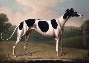 Greyhound by Benjamin Killingbeck