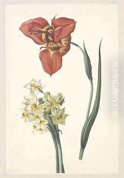 A tiger lily and narcissus - view 1