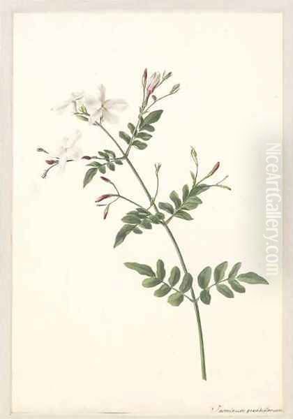 A sprig of jasmine - view 1