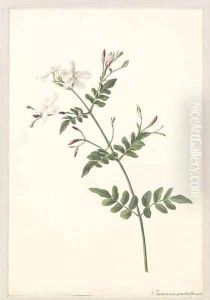 A sprig of jasmine by Joseph Knapp