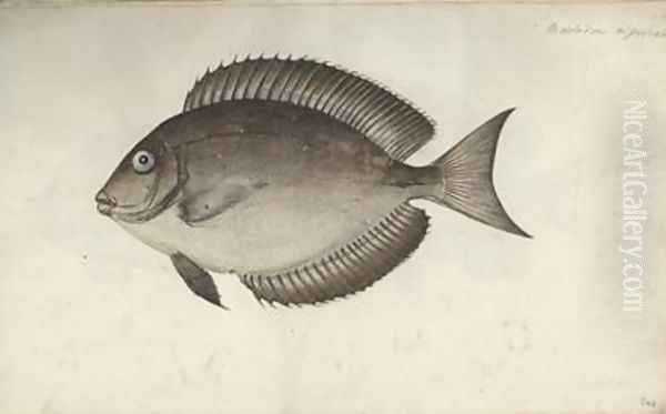 Chaetodon nigricans - view 1