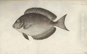 Chaetodon nigricans by Friedrich August Kruger