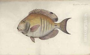 Chaetodon chirurgus by Friedrich August Kruger