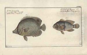 Chaetodon ocellatus by Friedrich August Kruger